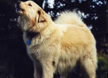Easily stop aggressive puppy behavior like puppy biting, puppy nipping, and puppy barking before it's too late by utilizine these aggressive dog training techniques. Handling Dominance Aggression In Dogs Dr Sophia Yin
