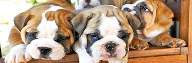 The first one is bueno's little bulldogs and the second one is hamilton bulldogge kennels. English Bulldogs For Sale In Texas