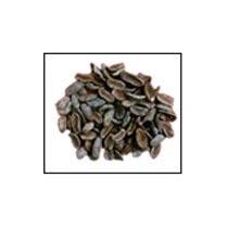 Find plant seeds trees now! Forest Tree Seeds Vilayati Babool Seeds Exporter From Neemuch