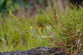 Image result for Satyrium chlorocorys