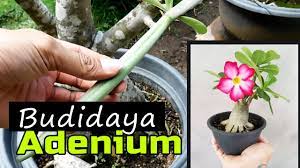 Low maintenance patut disandang oleh jenis pohon ini. Cara Mudah Budidaya Bunga Kamboja Jepang Atau Adenium Dari Biji Youtube
