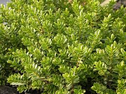 Image result for Hebenstretia integrifolia