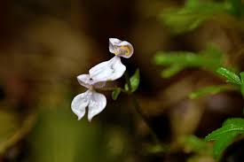 Image result for Disperis