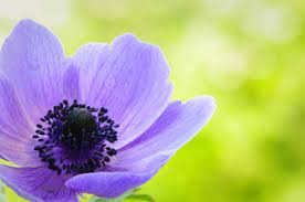 Poppy Anemone Lovetoknow