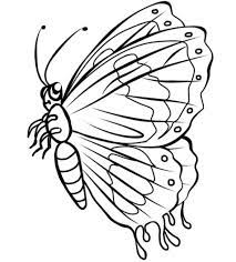 Hasil gambar untuk sketsa gambar kupu kupu untuk kolase. 347 Gambar Sketsa Kupu Kupu Yang Indah Dan Cara Menggambarnya Hd Lengkap Pensil Aisyah