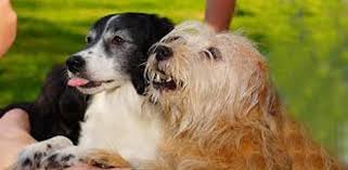 What Happens To A Dog Who Eats Table Scraps Dog Eating Pretty Dogs Good Doggies Online