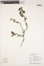 Image result for Cordylostigma virgatum