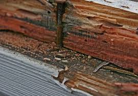 Termites Now What In 2020 Termite Infestation Termites Signs Of Termites