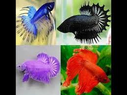 This species is tolerated by most betta fish due to their smaller fins. Most Beautiful Colorful Betta Fish In The World 2016 Youtube
