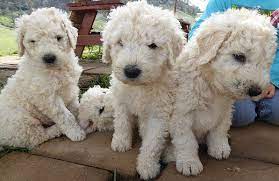 White pomeranian puppy male dob 10/12/2020 3 lbs has a chip and all vaccinations. Komondor Puppies Are Too Cute Komondor Komondor Dog Dog Breeds