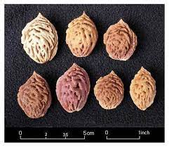 Carving Peach Pits By R V Dietrich Peach Pit Peach Carving