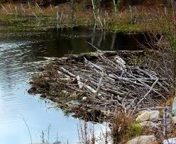 Saved by exploring nature eduational resource. What Is A Beaver Answered Twinkl Teaching Wiki