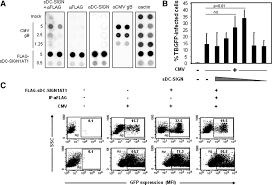 Die besten pinnwände von sophie. Pivotal Advance The Promotion Of Soluble Dc Sign Release By Inflammatory Signals And Its Enhancement Of Cytomegalovirus Mediated Cis Infection Of Myeloid Dendritic Cells Plazolles 2011 Journal Of Leukocyte Biology Wiley