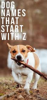 No baby's success is guaranteed before its birth, but you may be able to give your child a helping hand that will stick with them through their life. Dog Names That Start With Z Unusual Names For Your New Dog
