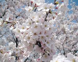 Explore a wide range of the best almond flower on aliexpress to find one that suits you! 2 X Dwarf Almond Trees Nonpareil And Price 90mm Pots 35 For 2 Trees Fruit Tree Lane