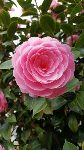 Camellia Japonica Pink Perfection With Images Plants Organic Mulch Camellia