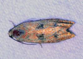 Image result for Hermbstaedtia schaeferi