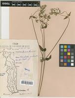 Image result for Pandiaka