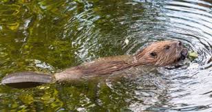15 Birds With Spectacularly Fancy Tail Feathers Beaver Animal Tracks Animals