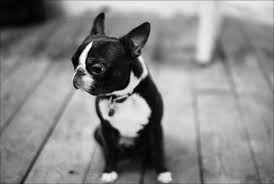 Black And White Boston Terrier Pictures Okay This Is Just Too Adorable Sully Smith This Is A Note Telling You That Small Dags Are Cute So Ya Take Tha Boston Terrier Terrier Black And White Dog