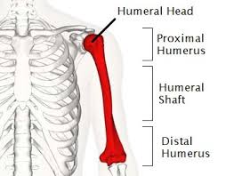 Image result for Humerus Bone