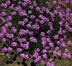 Image result for Eriosema shirense