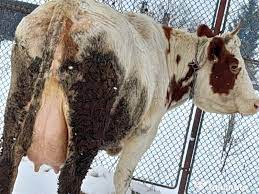 Doresti sa salvezi aceste criterii de cautare? Vand 2 Vacii Adroe Zoo