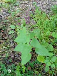 Image result for Stachys aculeolata