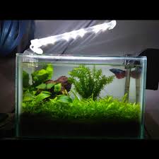 Oh ya, aquarium ini memiliki ukuran dimensi 40 x 20 x 25 cm. Aquascape Ukuran 40 X 20 Mini Aquascape 30 X 30 X 30 Cm Tampak Depan Di Toko Miliknya Aquascape Dengan Ukuran Aquarium 30x30 Cm Dijual Dengan Harga Rp 400 Ribu Flyingmouse29