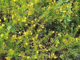 Created by the florida wildflower foundation, the florida panhandle wildflower alliance is an active network of wildflower enthusiasts that protects the region's native wildflowers. Wetlands Gardening In The Panhandle