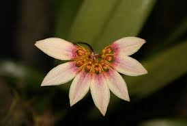 Image result for Bulbophyllum encephalodes