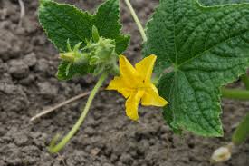 Image result for Cucumis sativus