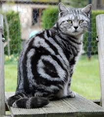 Black Classic Tabby British Shorthair Cat British Shorthair Cat Girl Kent Silver Black S American Shorthair Cat British Shorthair Cats Silver Tabby Cat