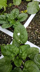 A few days ago i found big leaf holes in my sunflower leaves. How Do I Prevent Holes In The Leaves Of My Vegetable Garden Gardening Landscaping Stack Exchange