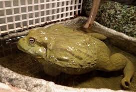 Check spelling or type a new query. November 2020 S Animal Of The Month African Bullfrogs The Links Road Animal Bird Clinic