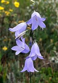 Pin By Aaron Skinner On Tattoo Ideas Wild Flowers Bellflower Plant Plant Symbolism