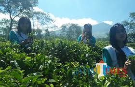 Letaknya di kaki gunung arjuno yang bisa dicapai dari lawang, malang sebelah utara. Kebun Teh Wonosari Raup Omzet Rp 7 1 M Turis Manca Didominasi Belanda Malangtimes