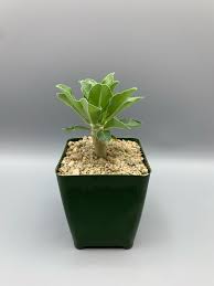 Image result for Pachypodium saundersii