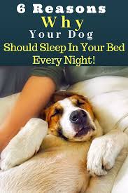 6 Reasons Why Your Dog Should Sleep In Your Bed Every Night Sleeping Dogs Dog Sleeping In Bed Funny Dogs