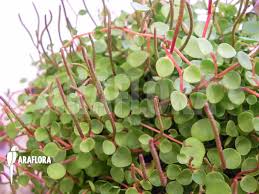 Image result for Peperomia bangroana