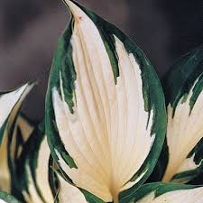 We did not find results for: White Feather Hosta Direct Gardening