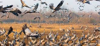 Creatures On The Move Understanding Animal Migration