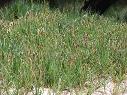 Image result for Sporobolus spicatus