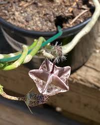 Image result for Ceropegia haygarthii