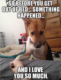 Funny Dog Memes Mycrazyemail Dogmemes Funny Animals With Captions Funny Dog Pictures Funny Animals