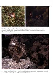 Eurasian eagle owl bubo bubo. The Eagle Owl Nhbs Academic Professional Books
