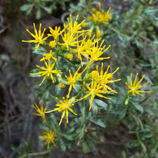 Image result for Landolphia cuneifolia