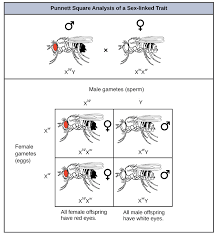 Sex Chromosomes X Linked Inheritance Article Khan Academy