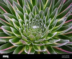 Image result for Carex bequaertii