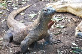 It is the only living species in the family lanthanotidae and it is related to the true monitor lizards. Komodo Dragon Vs Monitor Lizard What S The Difference Daily Science Journal
